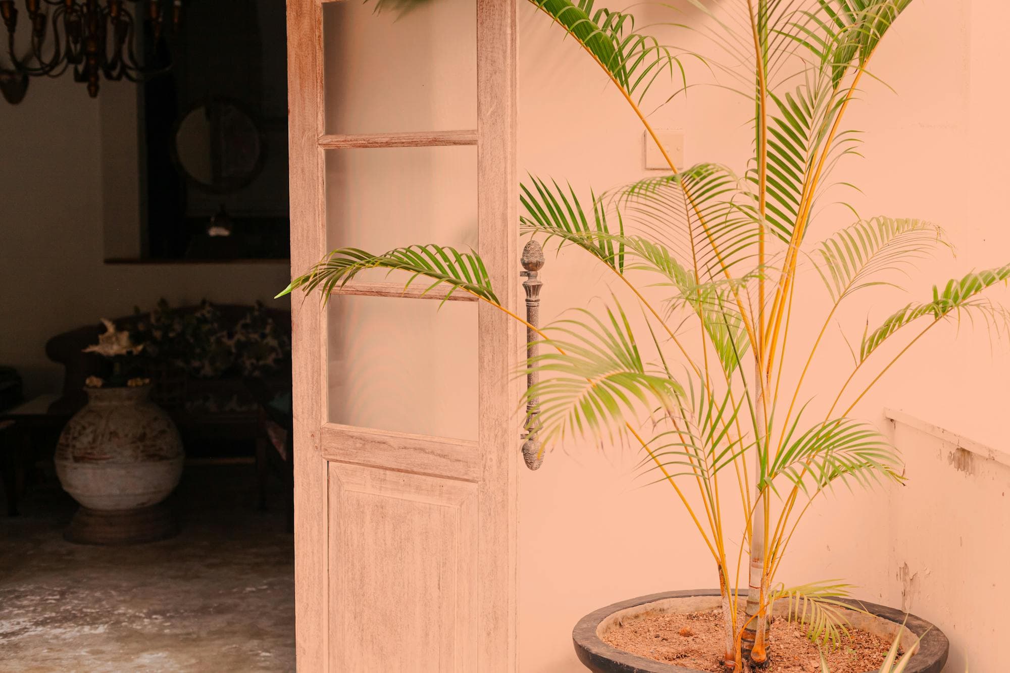 An open door revealing a warm, plant-filled interior